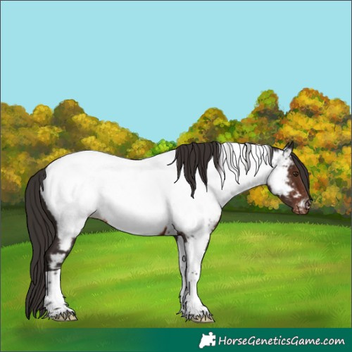 Horse Color:Liver Chestnut Tobiano Appaloosa 