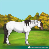 Horse Color:Liver Chestnut Tobiano Near Fewspot 