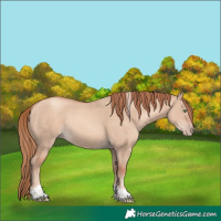 Horse Color:Gold Champagne Dun Tobiano Rabicano