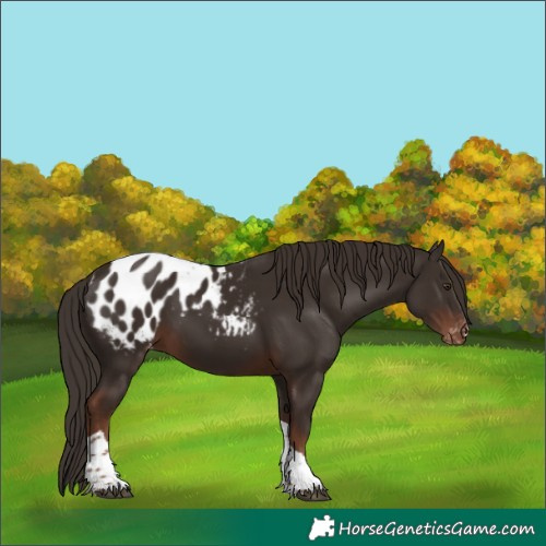 Horse Color:Liver Chestnut Tobiano Appaloosa