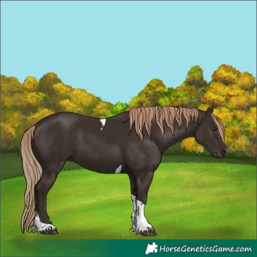 Horse Color:Liver Chestnut Tobiano