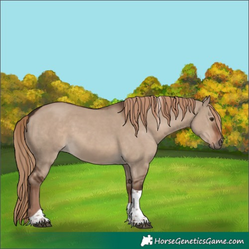 Horse Color:Liver Red Dun Tobiano Rabicano 