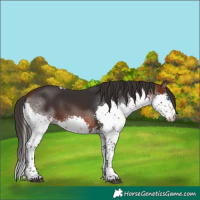 Horse Color:Brown Splash Tobiano