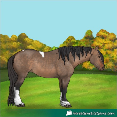 Horse Color:Bay Dun Tobiano Rabicano 