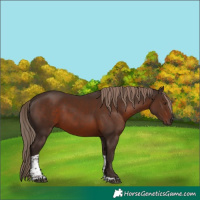 Horse Color:Liver Chestnut Tobiano 