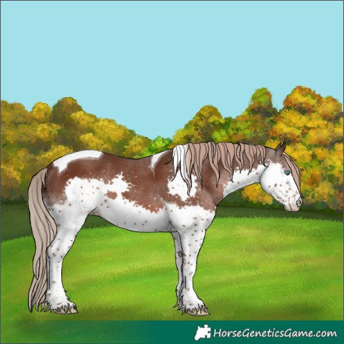 Horse Color:Liver Chestnut Splash Tobiano 
