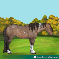 Horse Color:Bay Dun Tobiano Appaloosa Rabicano 
