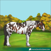 Horse Color:Brown Tobiano Frame Appaloosa