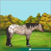 Horse Color:Brown Dun Blanket 