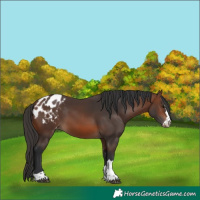 Horse Color:Brown Appaloosa 