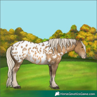 Horse Color:White Spotted Chocolate Palomino Mushroom Appaloosa