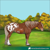 Horse Color:Chestnut Tobiano Appaloosa