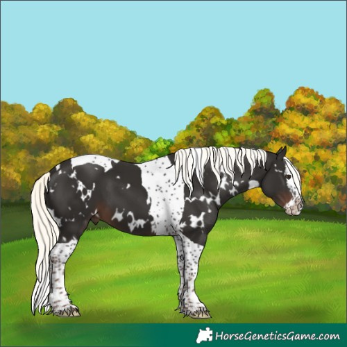 Horse Color:White Spotted Liver Chestnut Mushroom Splash Tobiano 