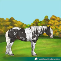 Horse Color:White Spotted Liver Chestnut Mushroom Splash Tobiano
