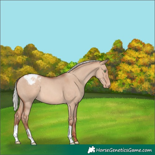 Horse Color:Silver Sable Champagne Dun Appaloosa