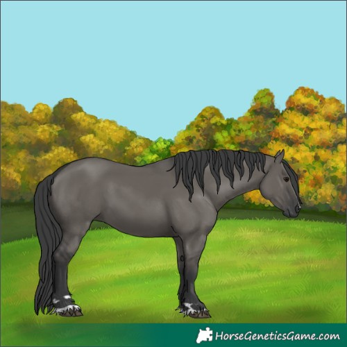 Horse Color:Grullo 