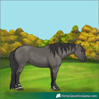 Horse Color:Grullo 