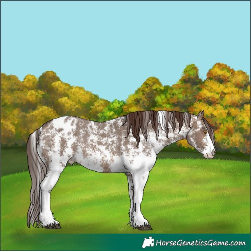 Horse Color:Brown Dun Sabino Appaloosa Rabicano 