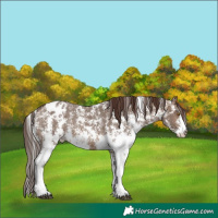 Horse Color:Brown Dun Sabino Varnish Rabicano