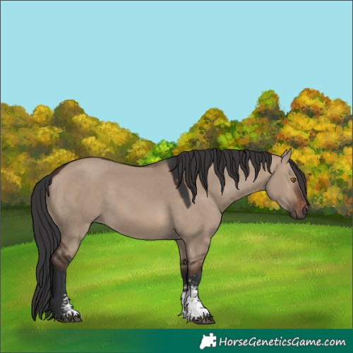 Horse Color:Brown Dun Sabino 