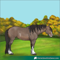 Horse Color:Brown Dun Sabino 