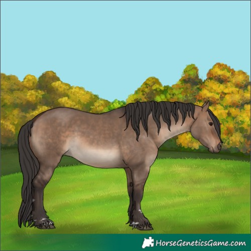 Horse Color:Brown Dun 