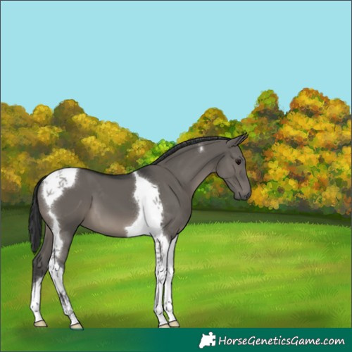 Horse Color:Grullo Tobiano 