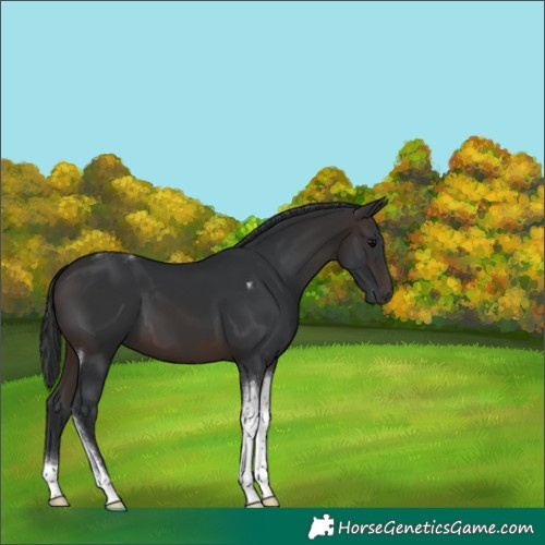 Horse Color:Brown Tobiano 
