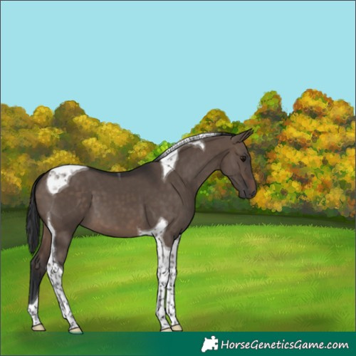 Horse Color:Brown Dun Tobiano 