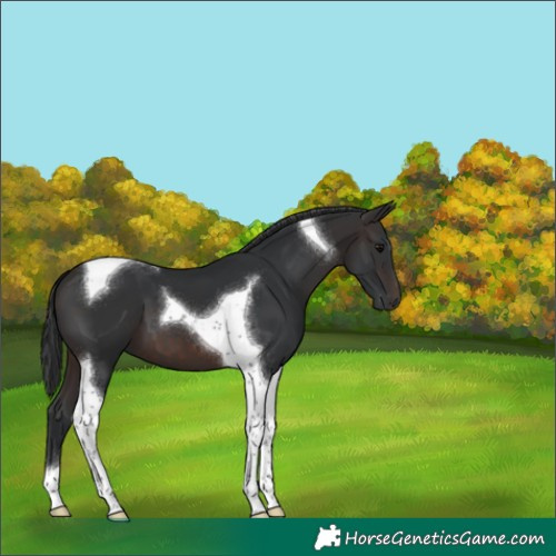 Horse Color:Brown Tobiano 