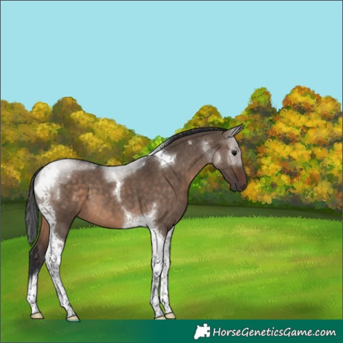 Horse Color:Brown Dun Tobiano 