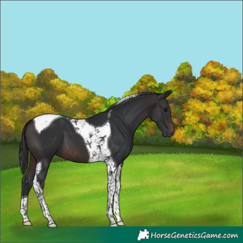 Horse Color:Brown Tobiano 