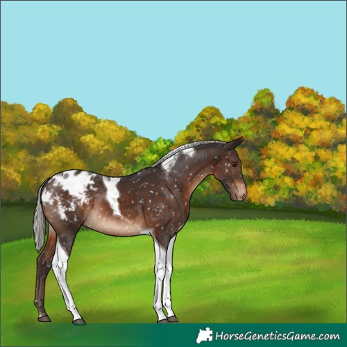Horse Color:Silver Brown Tobiano Blanket 