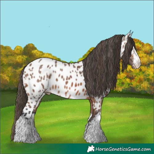 Horse Color:White Spotted Bay Appaloosa 