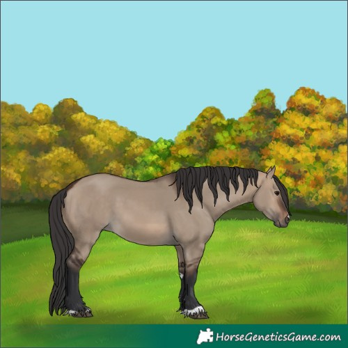 Horse Color:Brown Dun 
