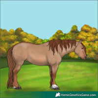 Horse Color:Red Dun 