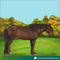 Horse Color:Liver Chestnut Rabicano 