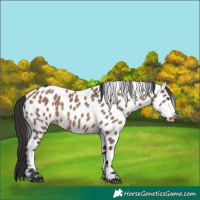 Horse Color:White Spotted Liver Red Dun Appaloosa