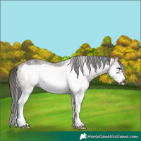 Horse Color:White Spotted Bay Frame 