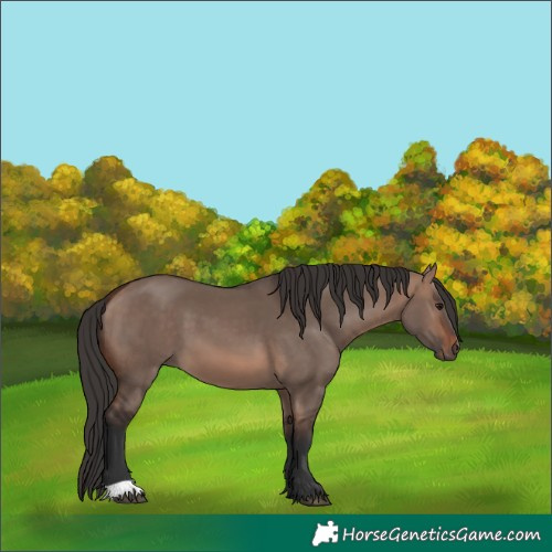 Horse Color:Bay Dun Mushroom