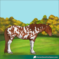 Horse Color:Chestnut Tobiano Appaloosa 