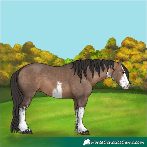Horse Color:White Spotted Bay Dun 