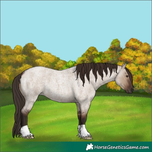 Horse Color:Liver Red Dun Roan 