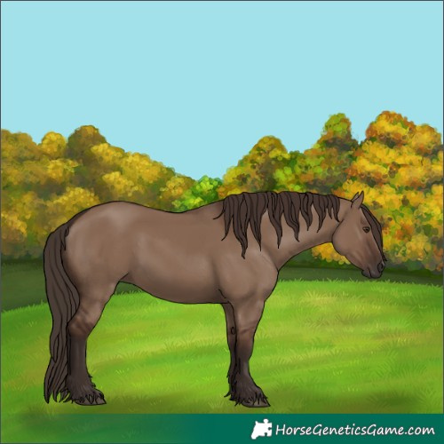 Horse Color:Liver Red Dun 