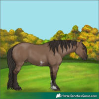 Horse Color:Liver Red Dun Sabino