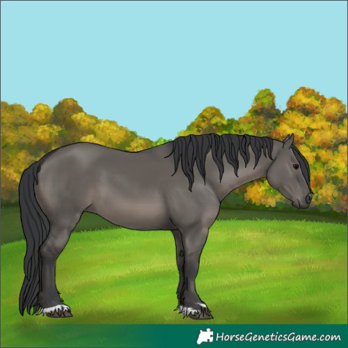 Horse Color:Grullo 