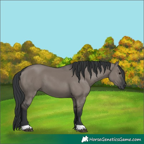 Horse Color:Grullo 