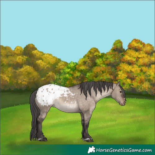 Horse Color:Brown Dun Appaloosa 