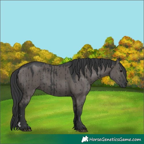 Horse Color:Grullo Brindle 