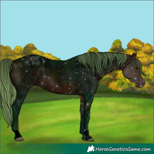 Horse Color:Void Watercolor Midnight Buckskin Varnish